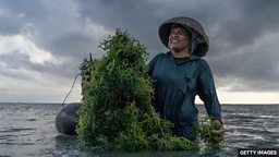 Could seaweed feed the world? 海藻能填补世界粮食短缺吗？