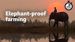 Elephant-proof farming