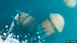 Boom in unusual jellyfish spotted in UK waters 英国多处海岸出现大量罕见水母