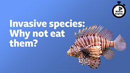 Invasive species: Why don't we eat them?