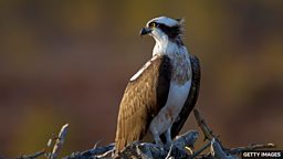 Ospreys: First breeding pair in Ireland for centuries 200 年来首对鱼鹰在爱尔兰繁殖