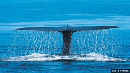 Blue whales return to the Seychelles 蓝鲸重返塞舌尔附近水域