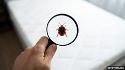 Hotels in France turn to tech as bedbug outbreaks rise 法国酒店求助于科技应对臭虫危机