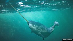 Narwhal population affected by underwater noise pollution 海洋噪音污染导致一角鲸数量下降 