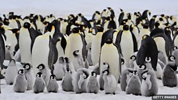 Four new emperor penguin groups found by satellite 研究人员利用卫星图像发现四个新的帝企鹅群