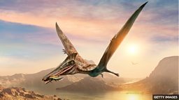 Pterosaur: new species of flying reptile discovered in Scotland 苏格兰斯凯岛发现新翼龙物种