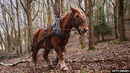 Horses replace machines in Welsh forest 马匹代替机器清除英国威尔士森林病木