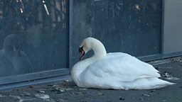 Swan goes to school daily to stare at reflection 英国一天鹅每天去学校窗边凝望倒影