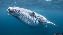 Whale song mystery solved by scientists 科学家揭开鲸鱼 “歌声之谜”
