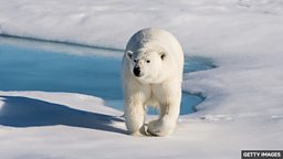 Climate change: Polar bears face starvation threat as ice melts 气候变化：北极海冰消融 北极熊面临饥饿