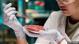 Why is lab-grown meat expensive? 为什么实验室培育的 “人造肉” 很贵？