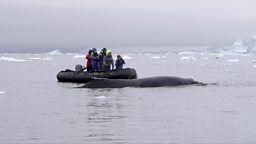 What studying whales in Antarctica can tell us about climate change 科学家通过监测南极鲸鱼研究气候变化