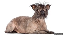 The ugly-cute phenomenon – what is our obsession with ugly pets? “又丑又可爱” 现象——我们为什么痴迷于长得丑的宠物？