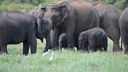 Elephant gathering at Minneriya resumes after five years 米内日亚时隔 5 年重新迎来象群聚集