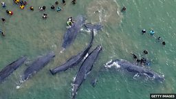 What happens to beached whales? 鲸鱼搁浅对我们有何启示？