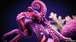 How octopuses can be strict managers 研究发现章鱼会领导鱼类共同狩猎