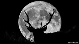 Could the Moon help save endangered animals? 月球能帮我们拯救濒危动物吗？
