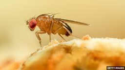 Fly brain breakthrough 'huge leap' to unlock human mind 苍蝇脑连接组或带来对人类大脑研究的 “巨大突破”