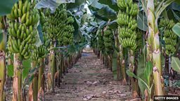 Deadly pathogen threatens the world's most popular fruit 世界上最受欢迎的水果受到致命病原体威胁