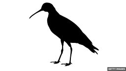 Slender-billed curlew not seen for 30 years 细嘴杓鹬已有 30 年未见