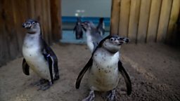 How a baby bouncer helped a sickly penguin find its waddle 婴儿学步弹跳秋千如何帮助生病的企鹅宝宝学会走路
