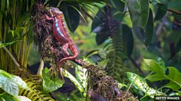 Most rainforests too degraded to provide good habitats 多数雨林退化严重而无法为生物提供优质栖息地