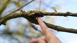 Scientists warn that more than a third of tree species face extinction 科学家警告称全球超过三分之一的树种濒临灭绝