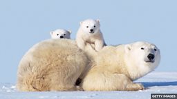 The Arctic town where polar bears and humans live side by side 北极熊和人类彼此相邻的北极小镇