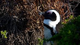 Human activities threaten the survival of African penguins 人类活动令南非企鹅濒临灭绝