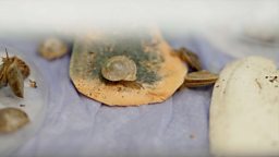 Why 1,329 tiny snails are being released on a remote island 科学家为何要在偏远的小岛上放生 1329 只小蜗牛
