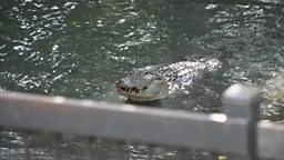 Conserve or cull? Life in Australia's crocodile capital 保护还是捕杀？澳大利亚 “鳄鱼之都” 的两难选择
