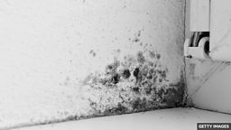 What does mould do to your body? 霉菌对人的身体健康有什么影响？