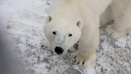 Filming team encounters polar bear near Churchill, Canada 一拍摄团队在加拿大丘吉尔偶遇北极熊
