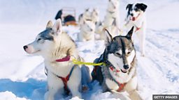 World Sled-dog Championship in Sweden 瑞典举办世界雪橇犬锦标赛