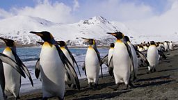 The giant iceberg threatening baby seals and penguins 巨大南极冰山威胁海豹和企鹅宝宝的生存