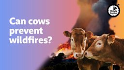 Can cows prevent wildfires?
