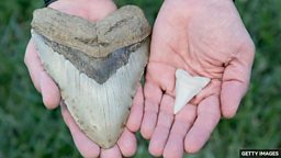 Nature's giants 自然界的巨大生物