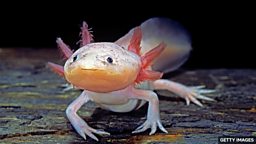 Saving the wild axolotl, one of the world's most endangered amphibians 拯救野生美西螈,世界上最濒危的两栖动物之一