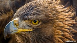 Golden eagles return to English skies 金雕重返英格兰天空