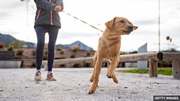 四个包含单词 “pull” 的短语