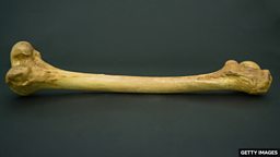 四个包含单词 “bone” 的短语