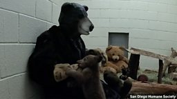 Rescuers dress as mother bear to raise orphaned cub found alone 动物救助人员扮成熊妈妈抚养失去双亲的小熊