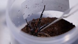 How Australia is turning dangerous venom into life-saving treatments 澳大利亚将蜘蛛和蛇的毒液变为救命血清