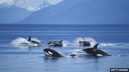 Orcas seen 'massaging' each other with kelp 研究人员观察到虎鲸用海带为彼此 “按摩”
