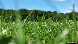 四个包含单词 “grass” 的短语