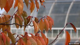 £50m renovation for historic Kew glass house 耗资 5000 万英镑翻新历史悠久的邱园温室