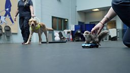 High-speed toy squirrel helping train guide dogs 高速玩具松鼠车帮助训犬师训练导盲犬