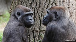 Female friendship important to gorillas 研究发现雌性之间的友谊对大猩猩种群意义重大