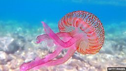 Record warm seas help to bring extraordinary new species to UK waters 有记录以来最温暖的海水令非同寻常的新物种来到英国海域