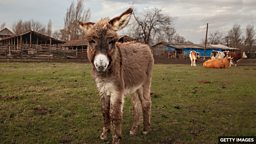 Rare cheese made from donkey milk 用驴奶制作的稀有奶酪
